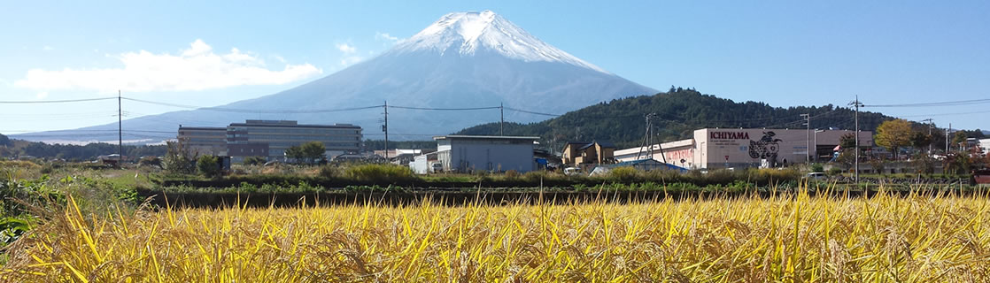 お米 山梨県産 ミルキークイーン