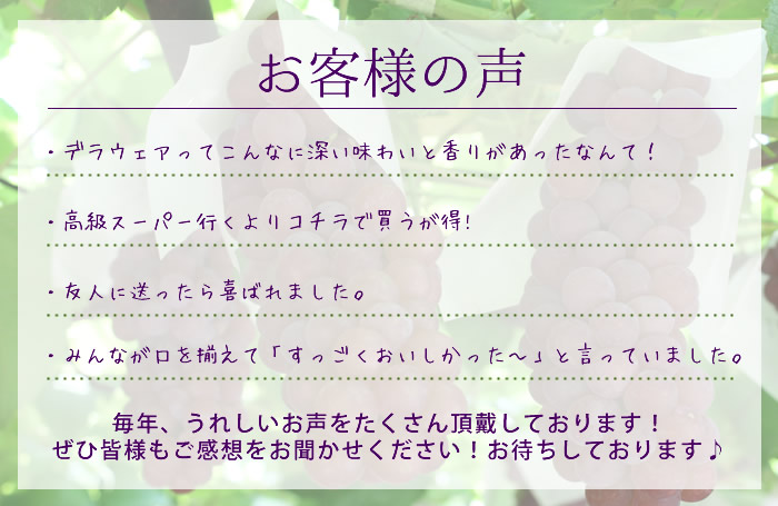 山梨県産 ぶどう ネット通販