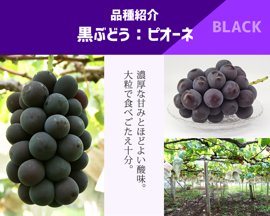 山梨県産ぶどう ドメーヌ茅ヶ岳