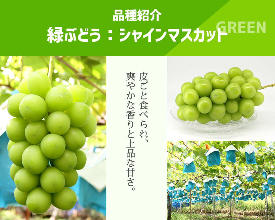 山梨県産ぶどう ドメーヌ茅ヶ岳