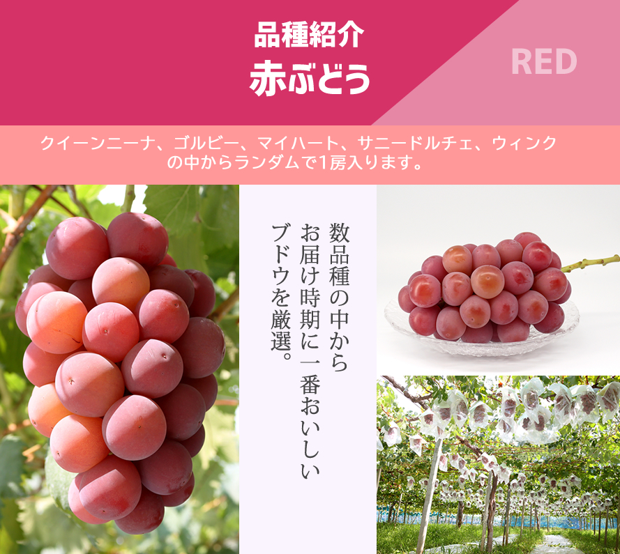 山梨県産ぶどう ドメーヌ茅ヶ岳