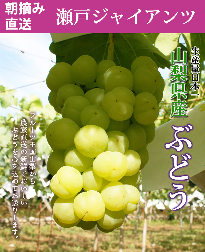 山梨県産 ぶどう ネット通販