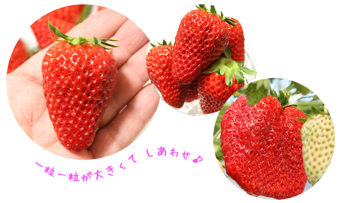 山梨県産 いちご 大粒