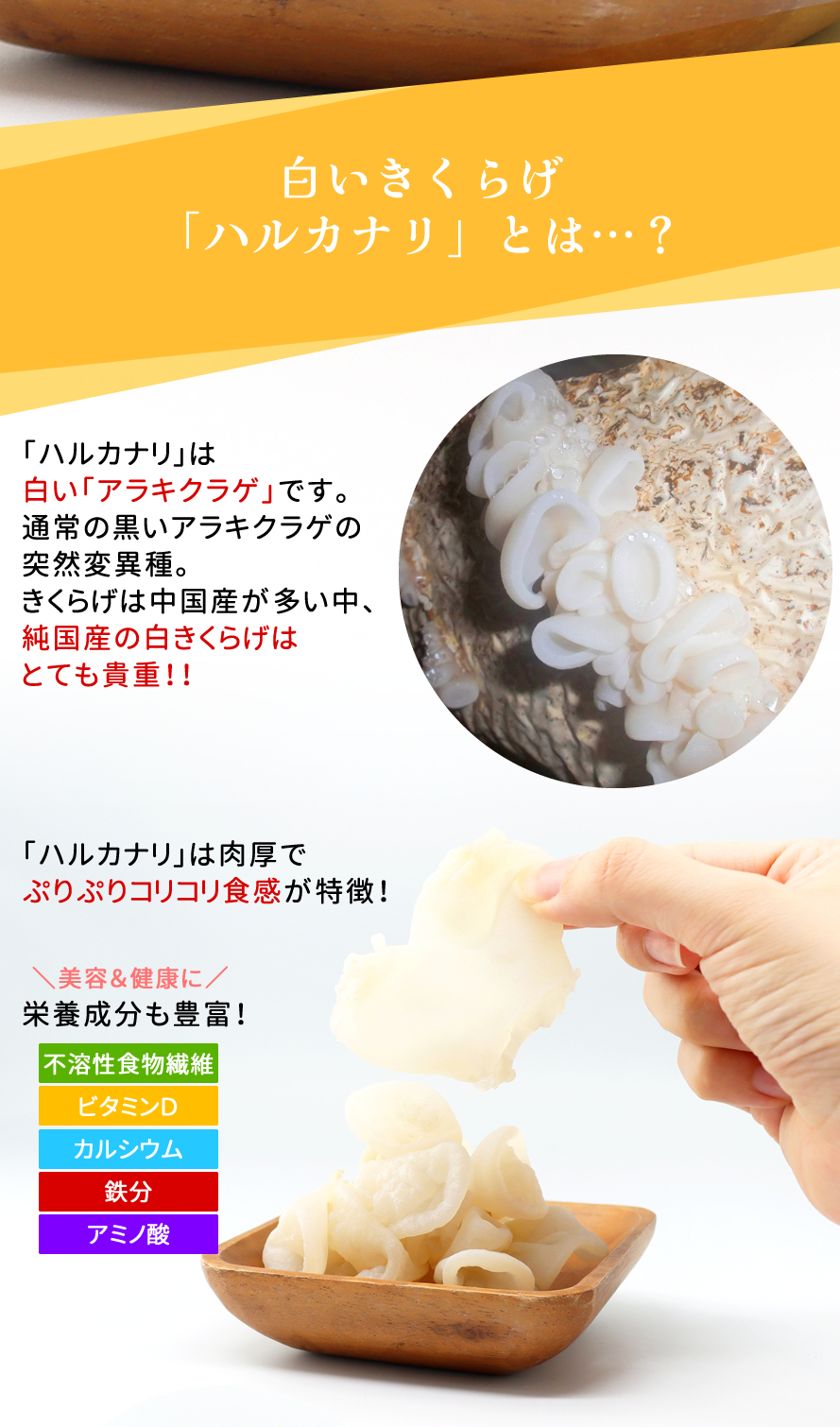 国産 山梨県産 白きくらげ ハルカナリ ウイズアップ