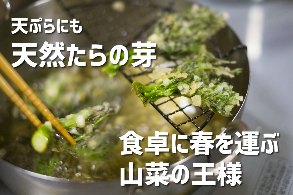 山菜 たらの芽