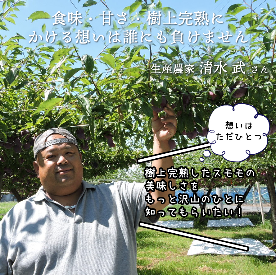 清水武 スモモ 貴陽 太陽
