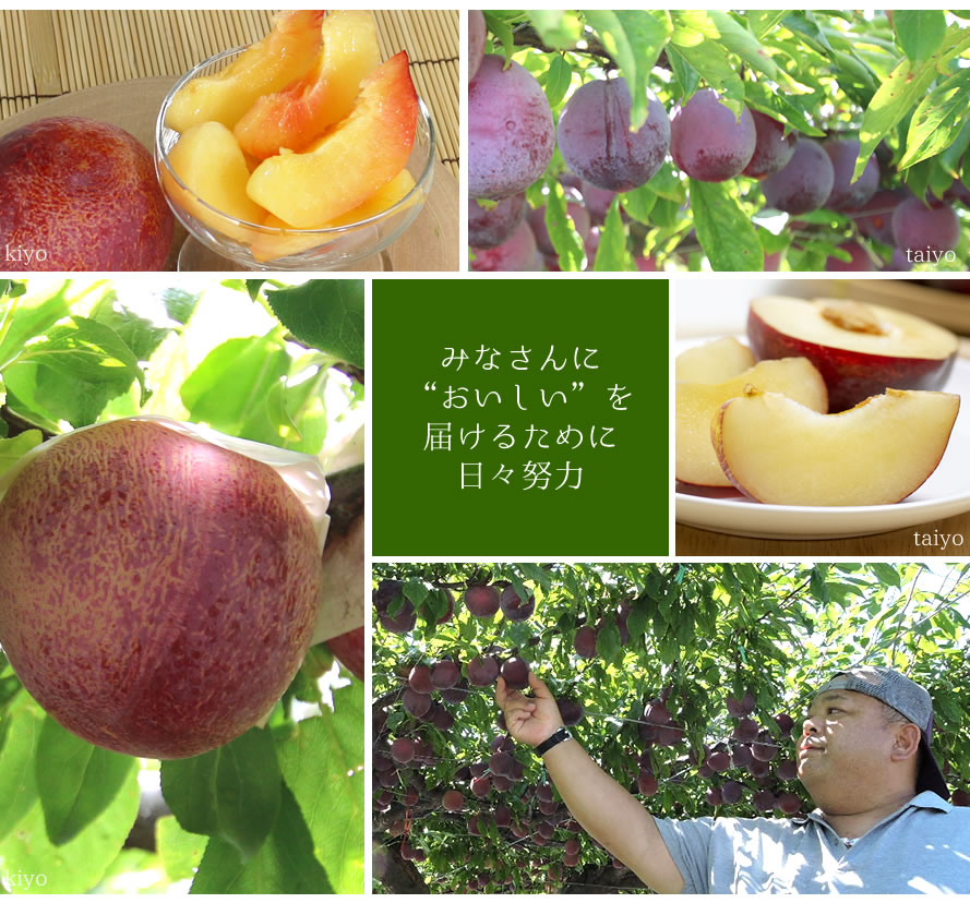 清水武 スモモ 貴陽 太陽