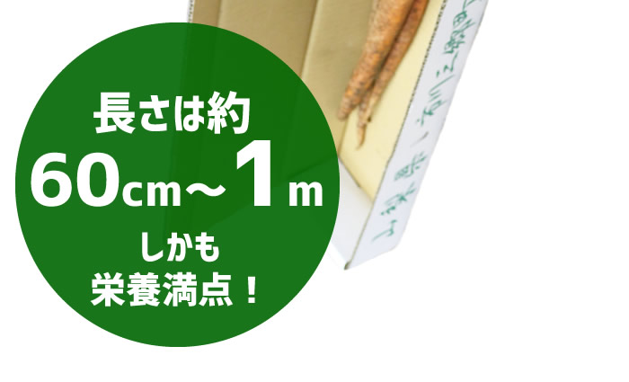 大塚にんじん 長いにんじん 山梨県産