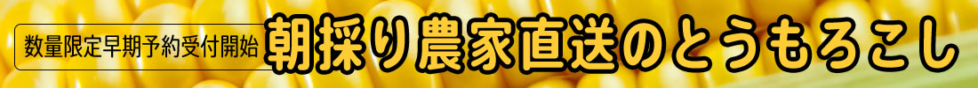 山梨県産 とうもろこし きみひめ 甘々娘 ゴールドラッシュ 山梨百貨店