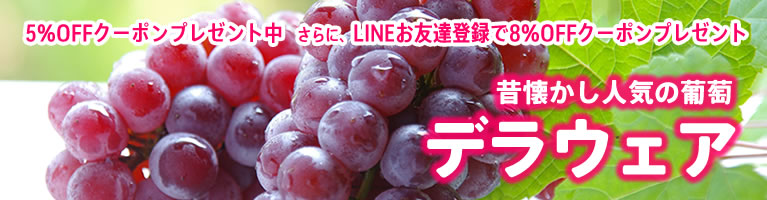 山梨百貨店 山梨県産 ぶどう デラウェア 大人気小粒ブドウ