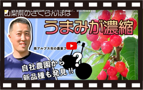 商品紹介動画 さくらんぼ フルーツマルタイ農園 山梨百貨店