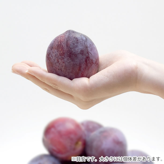 山梨百貨店 【送料無料】 すもも プラム 山梨県 南アルプス市産 農家直送 清水武 太陽 1.6kg箱 12玉入り 太陽 スモモ プラム