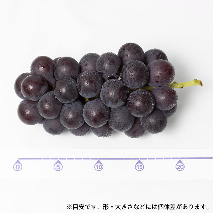 山梨百貨店 【送料無料】 藤稔 (ふじみのり) 大房 山梨県産 ぶどう 通販 荻野さんの藤稔 農家直送 種なし 大粒 黒ぶどう